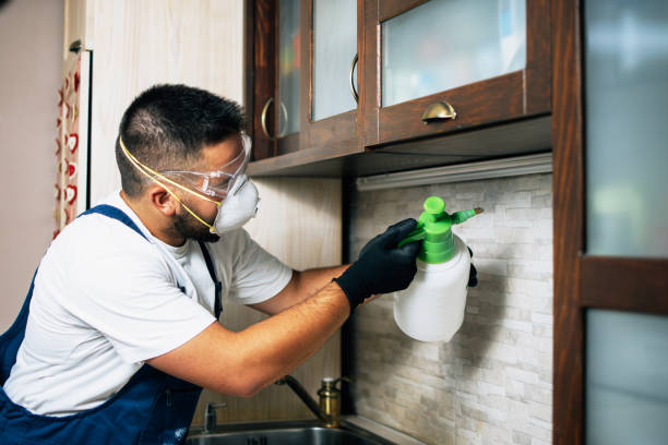 Best Termite Control Services  in Hampton, GA
