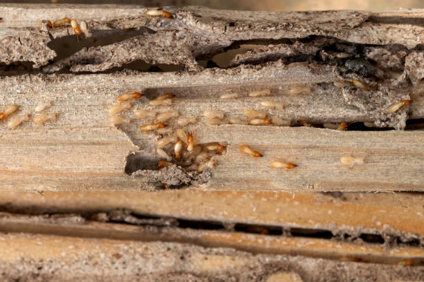 Reliable Hampton, GA Pest Control Solutions