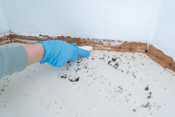 Best Local Pest Control Services  in Hampton, GA