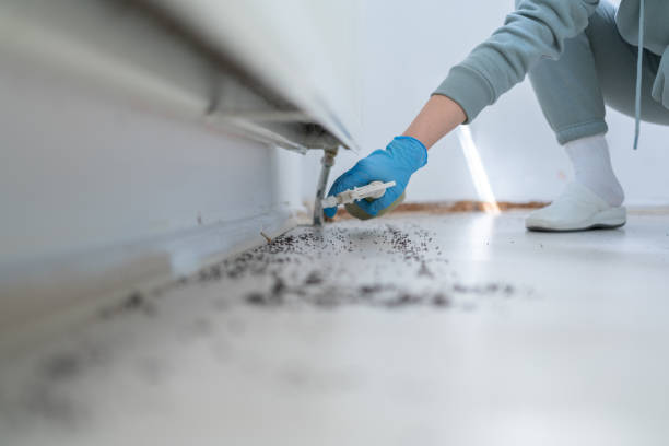 Bird Control in Hampton, GA